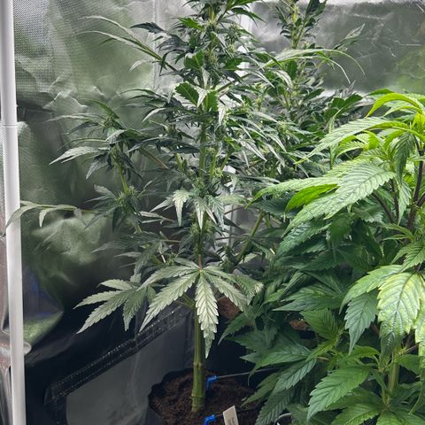 Auto Think Different  #1 growlog timeline photo