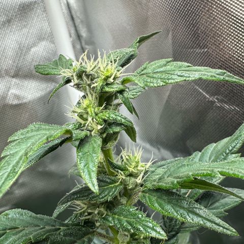 Auto Think Different  #1 growlog timeline photo