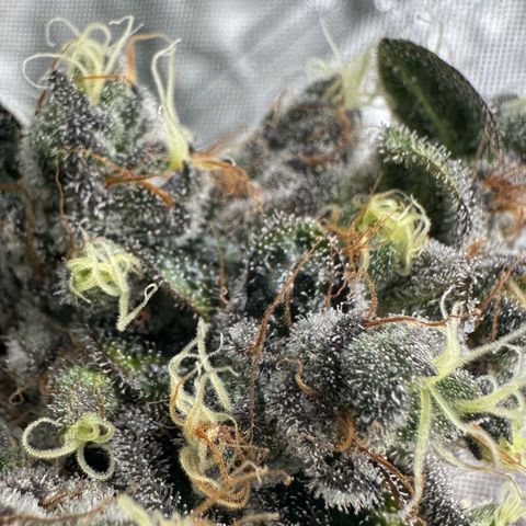 CxLAZ #24 37.13g growlog timeline photo