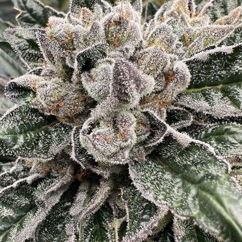 Misc x (LA Kush x Zkittles) #27 33.12g growlog timeline photo