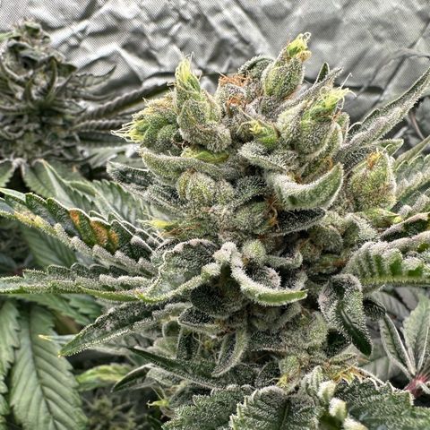 Misc x (LA Kush x Zkittles) #23 28.19g growlog timeline photo