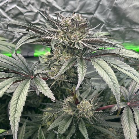 Misc x (LA Kush x Zkittles) #27 33.12g growlog timeline photo