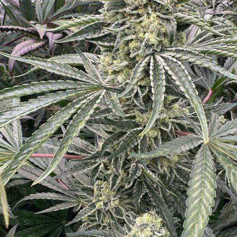 Misc x (LA Kush x Zkittles) #08 growlog timeline photo