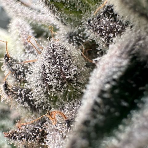 Misc x (LA Kush x Zkittles) #29 25.69g growlog timeline photo