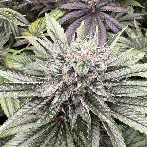 Misc x (LA Kush x Zkittles) #05 growlog timeline photo