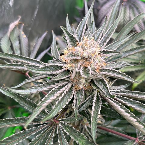 CxLAZ #11 50.28g growlog timeline photo