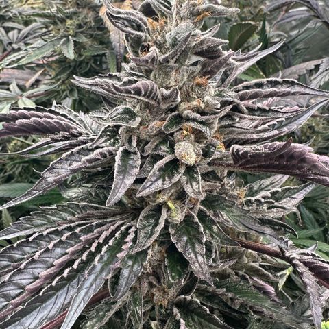 CxLAZ #03 45.52g growlog timeline photo