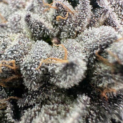 Misc x (LA Kush x Zkittles) #27 33.12g growlog timeline photo