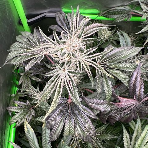 Misc x (LA Kush x Zkittles) #34 15.68g growlog timeline photo