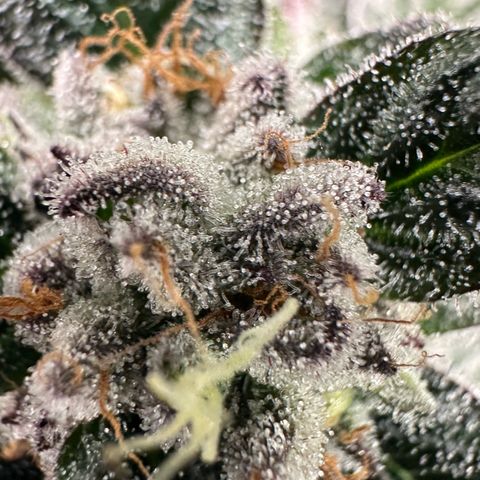 Misc x (LA Kush x Zkittles) #35 28.55g growlog timeline photo