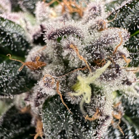 Misc x (LA Kush x Zkittles) #35 28.55g growlog timeline photo