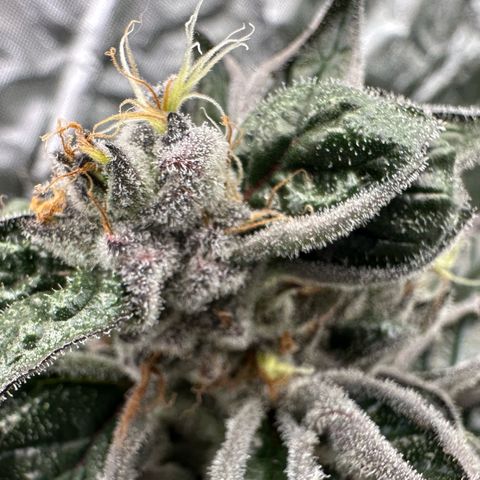 CxLAZ #03 45.52g growlog timeline photo