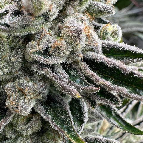 Misc x (LA Kush x Zkittles) #26 60.7g growlog timeline photo