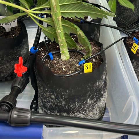 CxLAZ #31 58.75g growlog timeline photo
