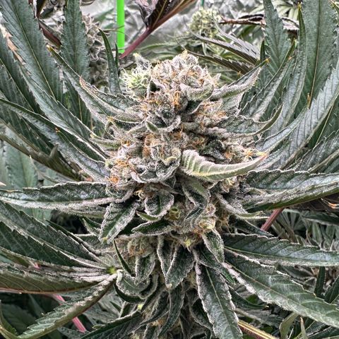 CxLAZ #31 58.75g growlog timeline photo