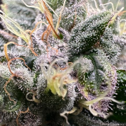 Misc x (LA Kush x Zkittles) #04 10.54g growlog timeline photo