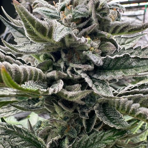 Misc x (LA Kush x Zkittles) #05 growlog timeline photo