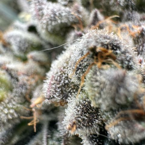 Misc x (LA Kush x Zkittles) #26 60.7g growlog timeline photo