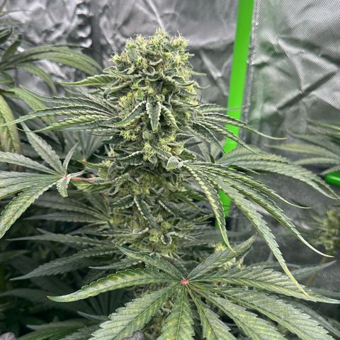 Misc x (LA Kush x Zkittles) #08 growlog timeline photo