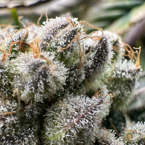 Misc x (LA Kush x Zkittles) #26 60.7g growlog timeline photo