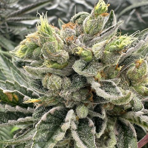 Misc x (LA Kush x Zkittles) #23 28.19g growlog timeline photo