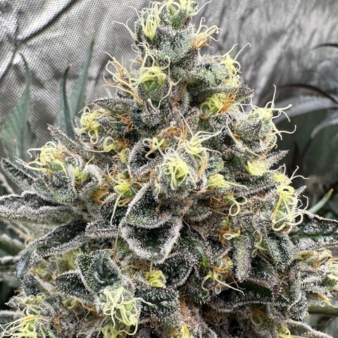 CxLAZ #24 37.13g growlog timeline photo
