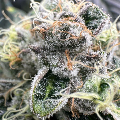 CxLAZ #15 52g growlog timeline photo