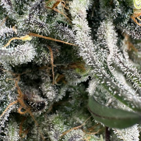 CxLAZ #24 37.13g growlog timeline photo
