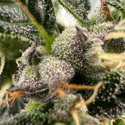 Auto Think Different  #1 growlog timeline photo