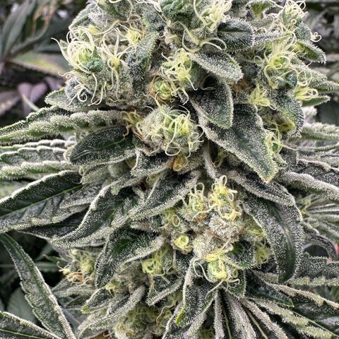 Misc x (LA Kush x Zkittles) #08 growlog timeline photo
