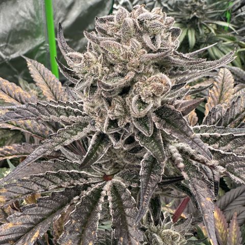 Misc x (LA Kush x Zkittles) #29 25.69g growlog timeline photo