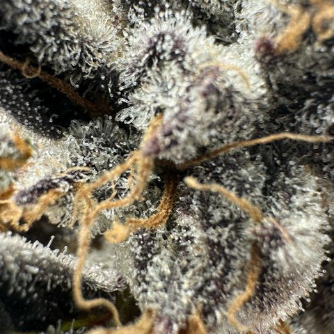 Misc x (LA Kush x Zkittles) #37 42.26g growlog timeline photo