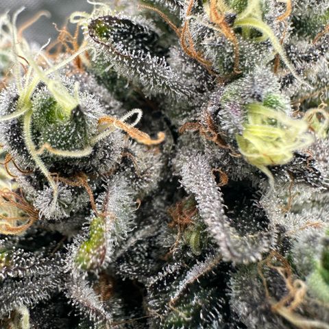 CxLAZ #24 37.13g growlog timeline photo