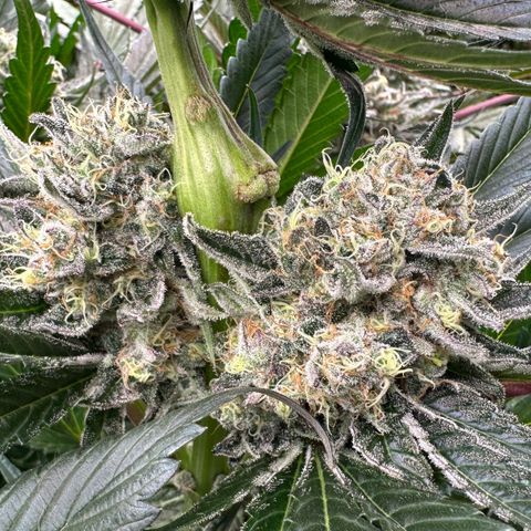 CxLAZ #31 58.75g growlog timeline photo