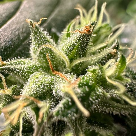 Auto Think Different  #1 growlog timeline photo