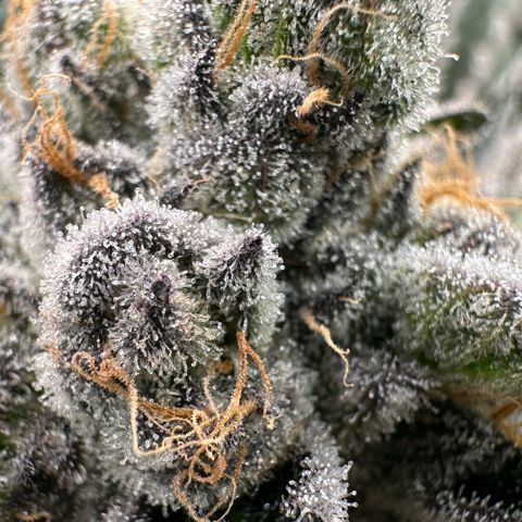 CxLAZ #16 50.72g growlog timeline photo