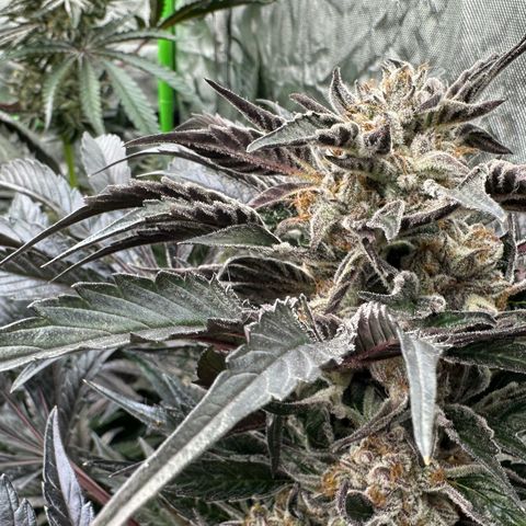 Misc x (LA Kush x Zkittles) #37 42.26g growlog timeline photo