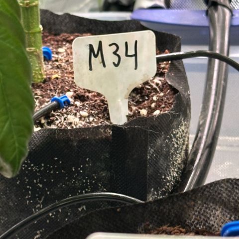 Misc x (LA Kush x Zkittles) #34 15.68g growlog timeline photo