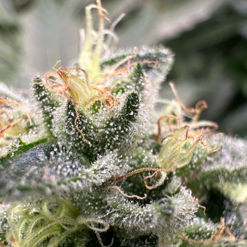 CxLAZ #20 13.7g growlog timeline photo