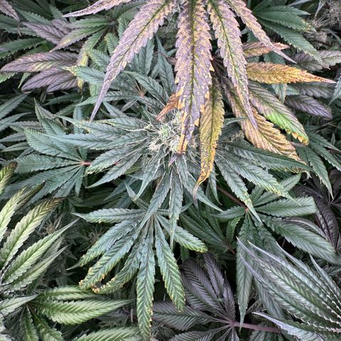 CxLAZ #14 53.59g growlog timeline photo