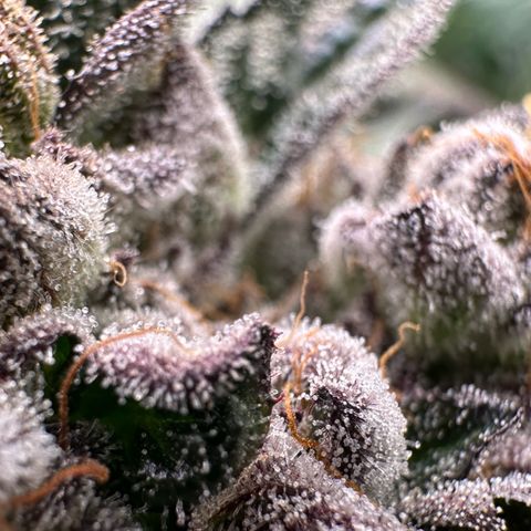 Misc x (LA Kush x Zkittles) #10 growlog timeline photo