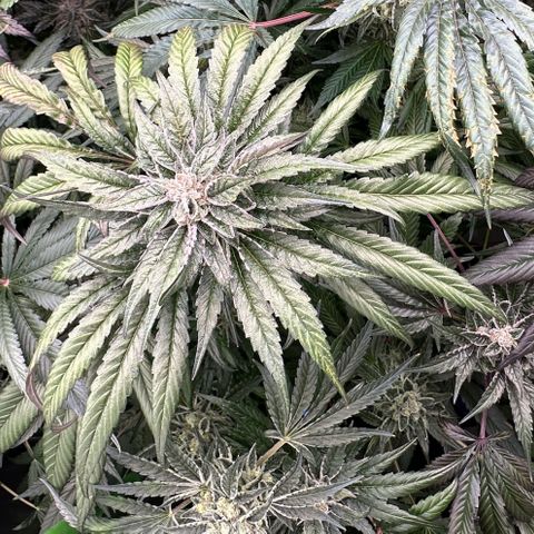 Misc x (LA Kush x Zkittles) #28 13.53g growlog timeline photo