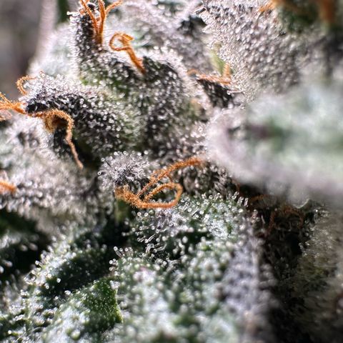 Misc x (LA Kush x Zkittles) #05 growlog timeline photo