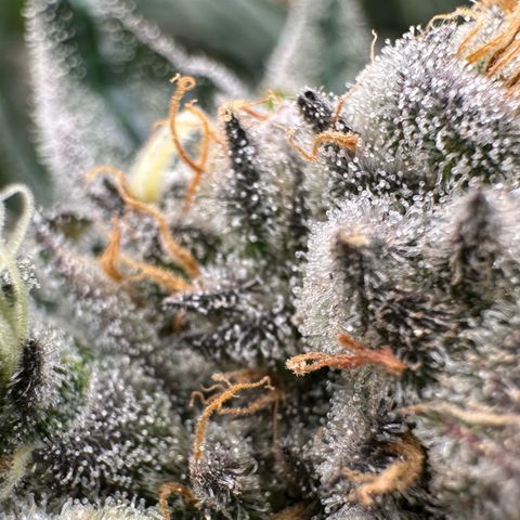 CxLAZ #31 58.75g growlog timeline photo
