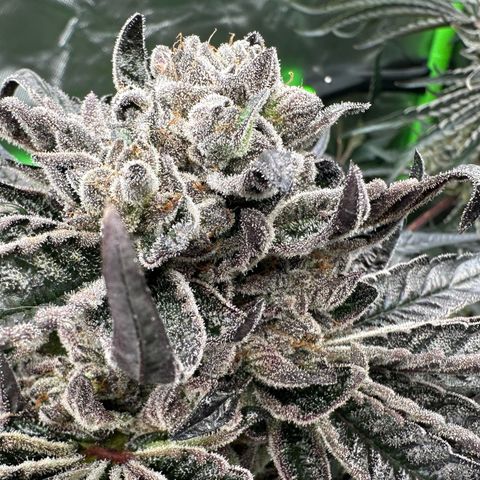 Misc x (LA Kush x Zkittles) #27 33.12g growlog timeline photo