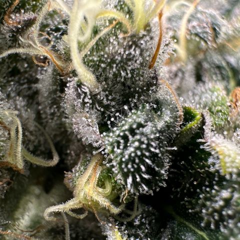 CxLAZ #15 52g growlog timeline photo