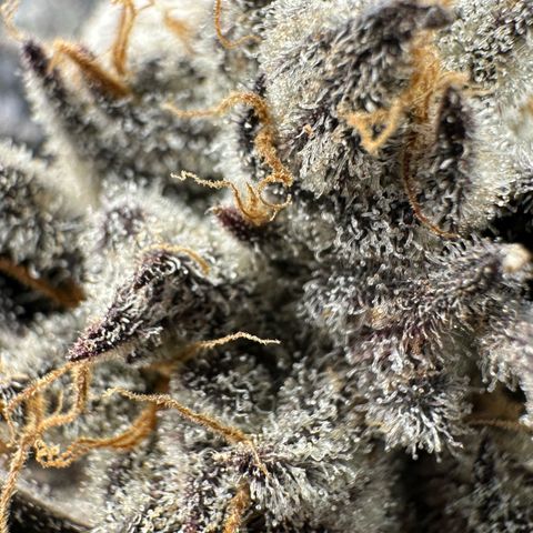 Misc x (LA Kush x Zkittles) #37 42.26g growlog timeline photo