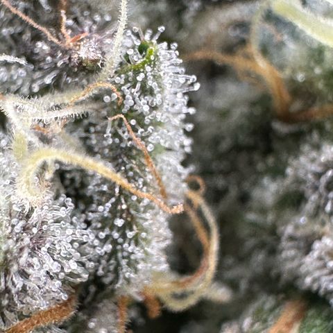 CxLAZ #15 52g growlog timeline photo