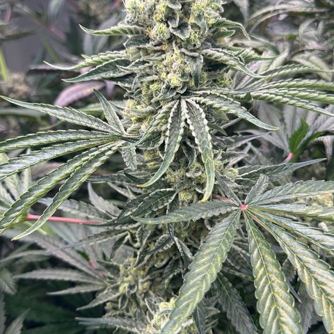 Misc x (LA Kush x Zkittles) #08 growlog timeline photo