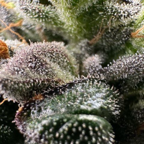 Misc x (LA Kush x Zkittles) #33 19.08g growlog timeline photo